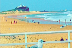 Seagull at Nobbys Head Beach